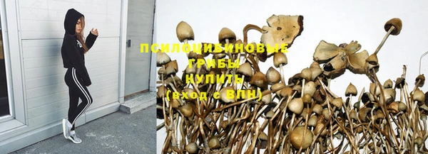 гашик Аркадак